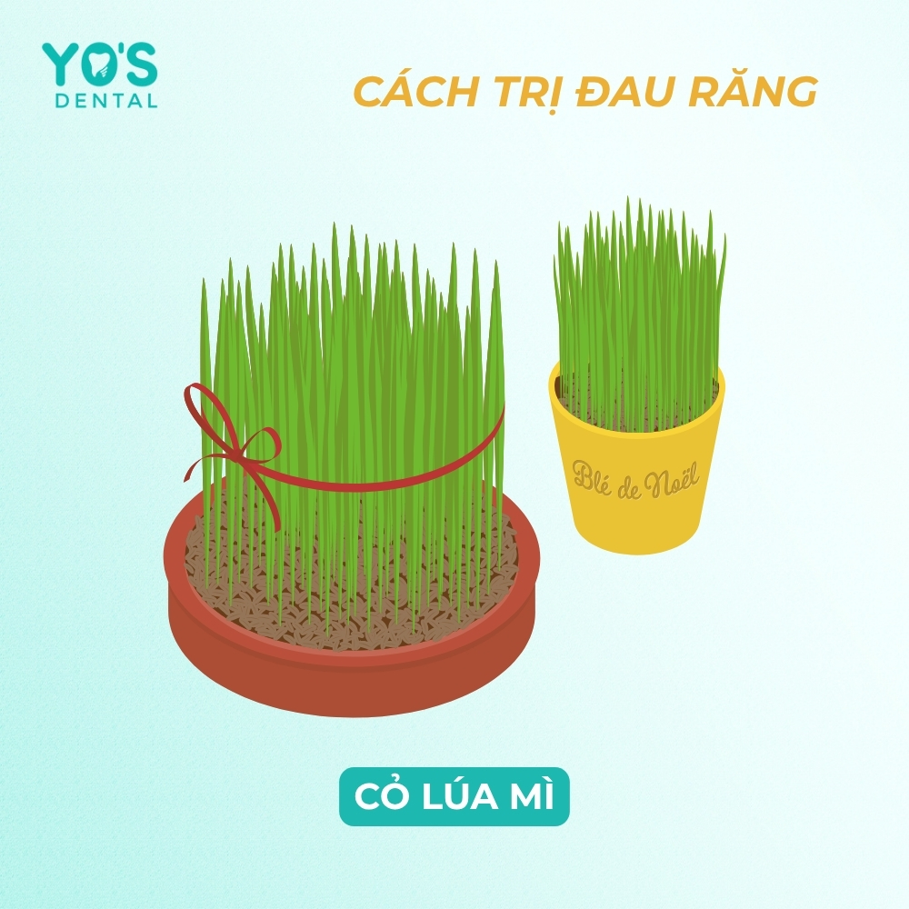 Nước ép cỏ lúa mì chứa nhiều diệp lục mang đặc tính chống viêm