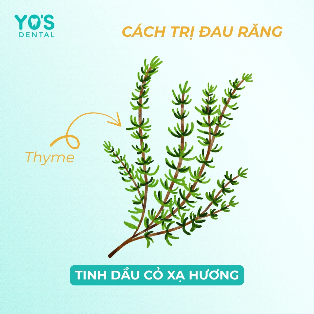 Không phải ai cũng biết tinh dầu cỏ xạ hương có tác dụng trị đau răng