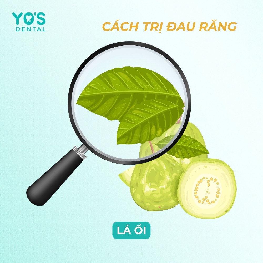 Lá ổi là liều thuốc giảm đau, kháng khuẩn tự nhiên hữu dụng