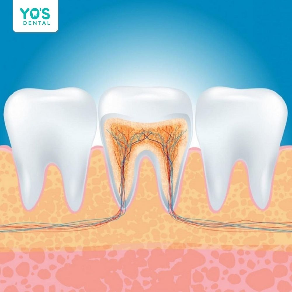 1 răng dao động từ 1 đến 4 ống tủy